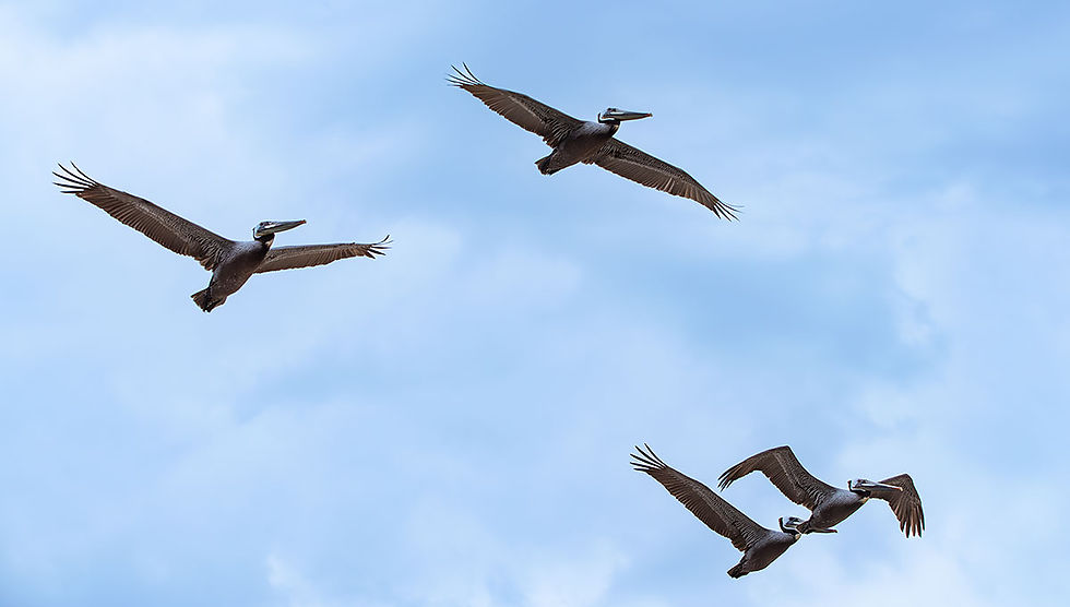 four brown pelicans, Tracks by the Post 2026 no. 12 Brown Pelicans, www.egrettracks.com, www.fbphoto.com