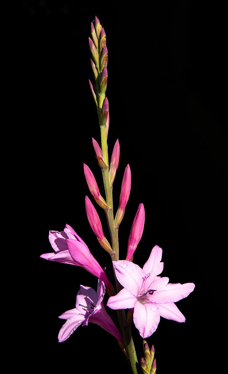 spring flower, Tracks by the Post 2026 no.9 springtime blooms, www.egrettracks.com, www.fbphoto.com