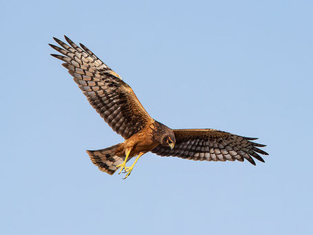 Harrier Hawk Tracks by the Post 2026 no.24 favorites