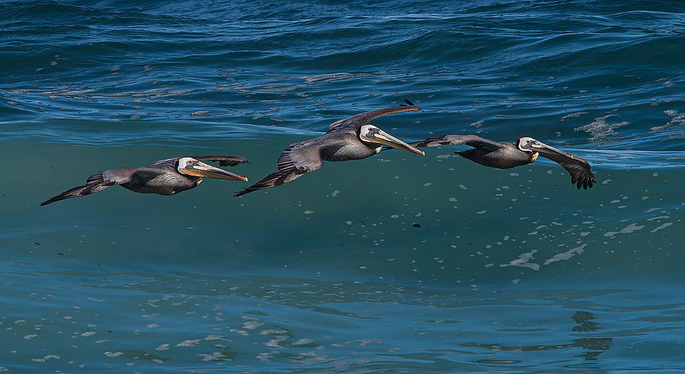 3 brown pelicans flying above water, Tracks by the Post 2026 no. 12 Brown Pelicans, www.egrettracks.com, www.fbphoto.com