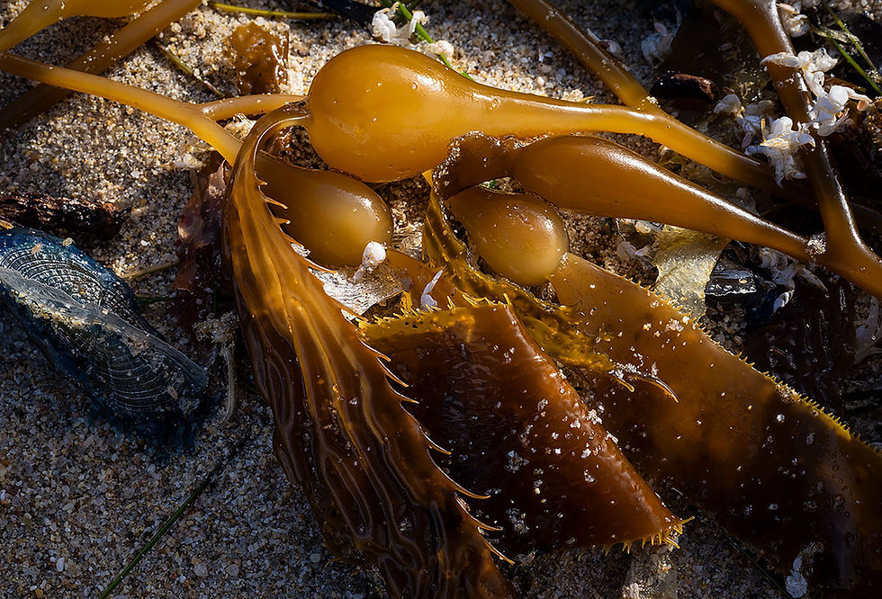kelp bulb on the sand, Tracks by the Post 2026 no.8 beach combing, www.egrettracks.com, www.fbphoto.com