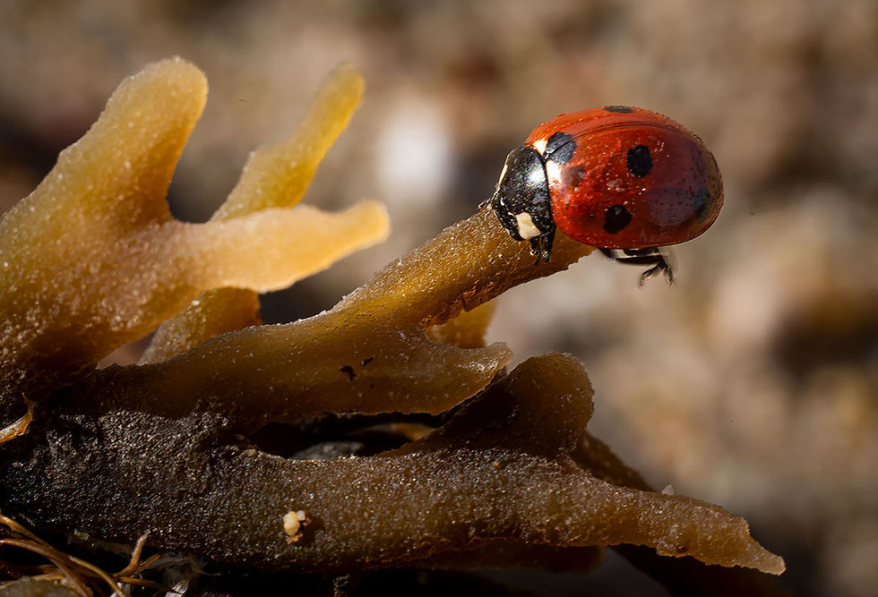 ladybug and seaweed, Tracks by the Post 2026 no.8 beach combing, www.egrettracks.com, www.fbphoto.com