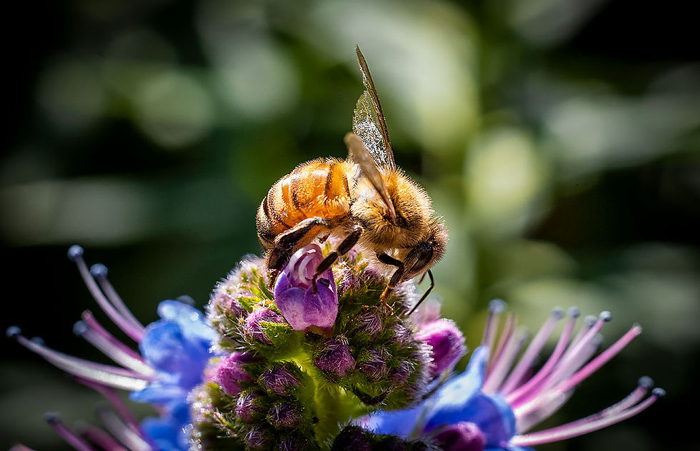 bee with tattered wing on blue bloom, Tracks by the Post 2026 no.9 springtime blooms, www.egrettracks.com, www.fbphoto.com