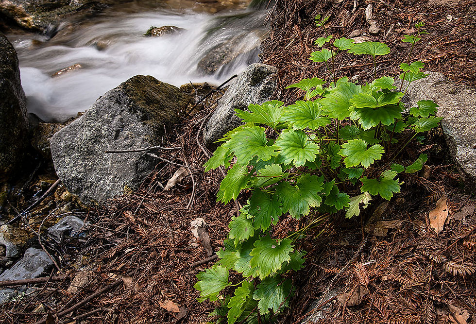 waterfall and plant life, Tracks by the Post 2026 no.16 coastal forest, www.egrettracks.com, www.fbphoto.com, leslie bevans, frank bevans