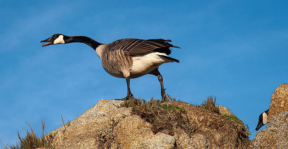 Canada Geese at the beach, Tracks by the Post 2026 no.8 beach combing, www.egrettracks.com, www.fbphoto.com