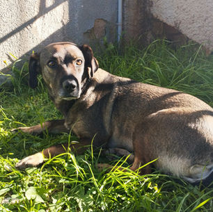 Cachorros de rua do bairro São Dimas entram no Colégio Estadual João Gueno todos os dias