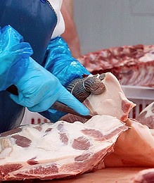 China meat industry recruitment agency for Australia