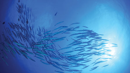 GFM-homepage-2-1.jpg