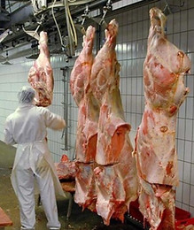 China beef abattoir workers recruitment agency_edited.jpg