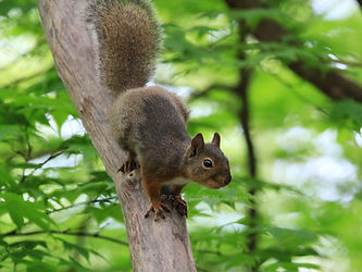 74a233_c36057c3cd7a4ae0987d31b