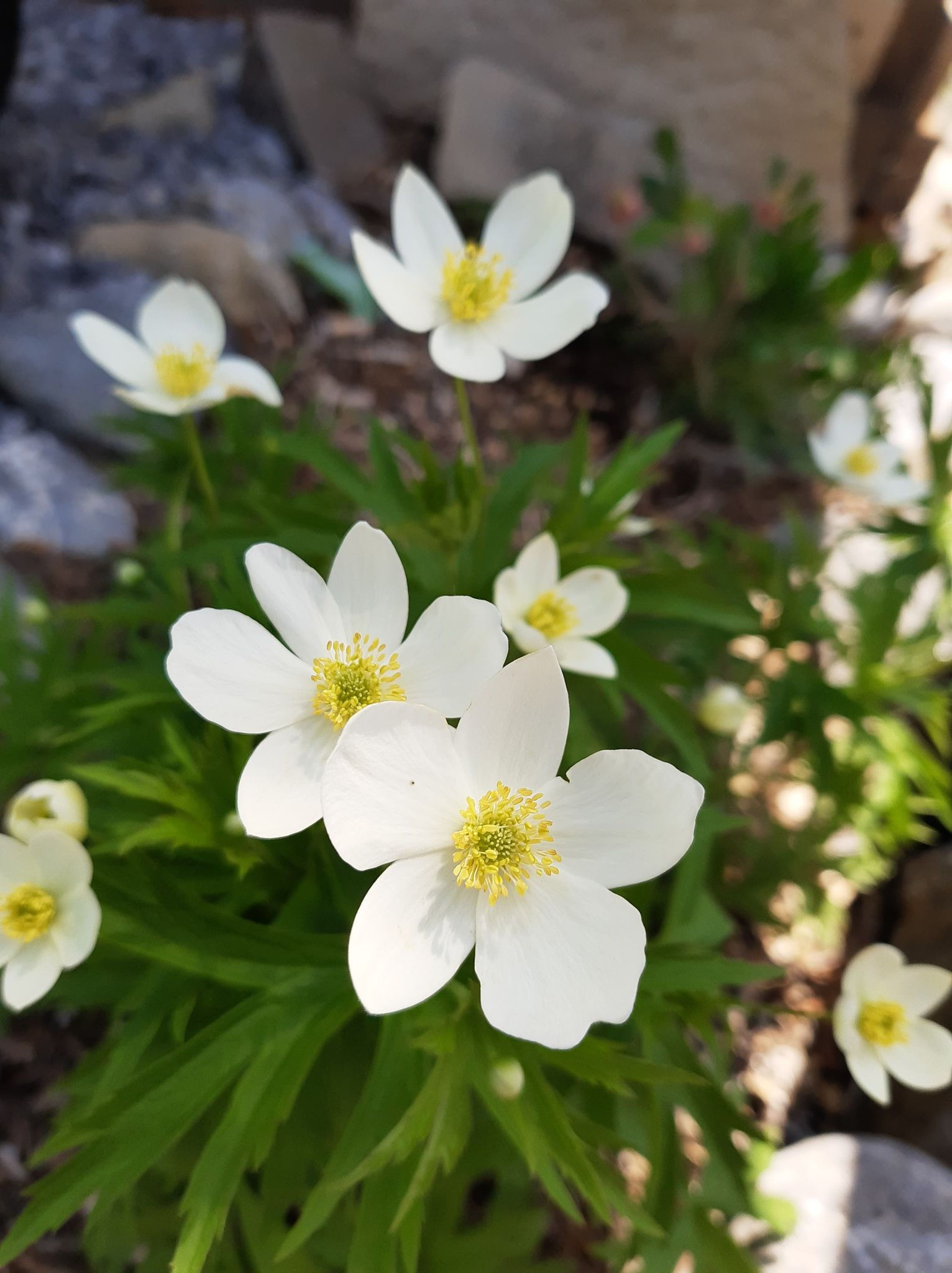 Canada Anemone