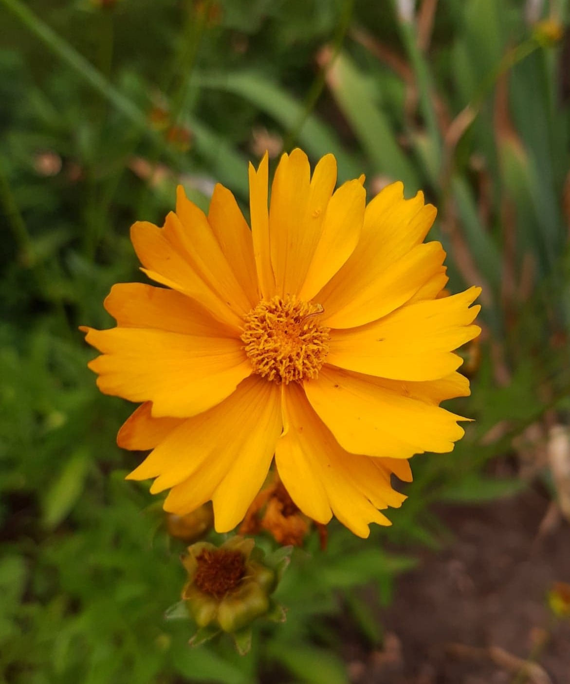 Lance Leaf Coreopsis