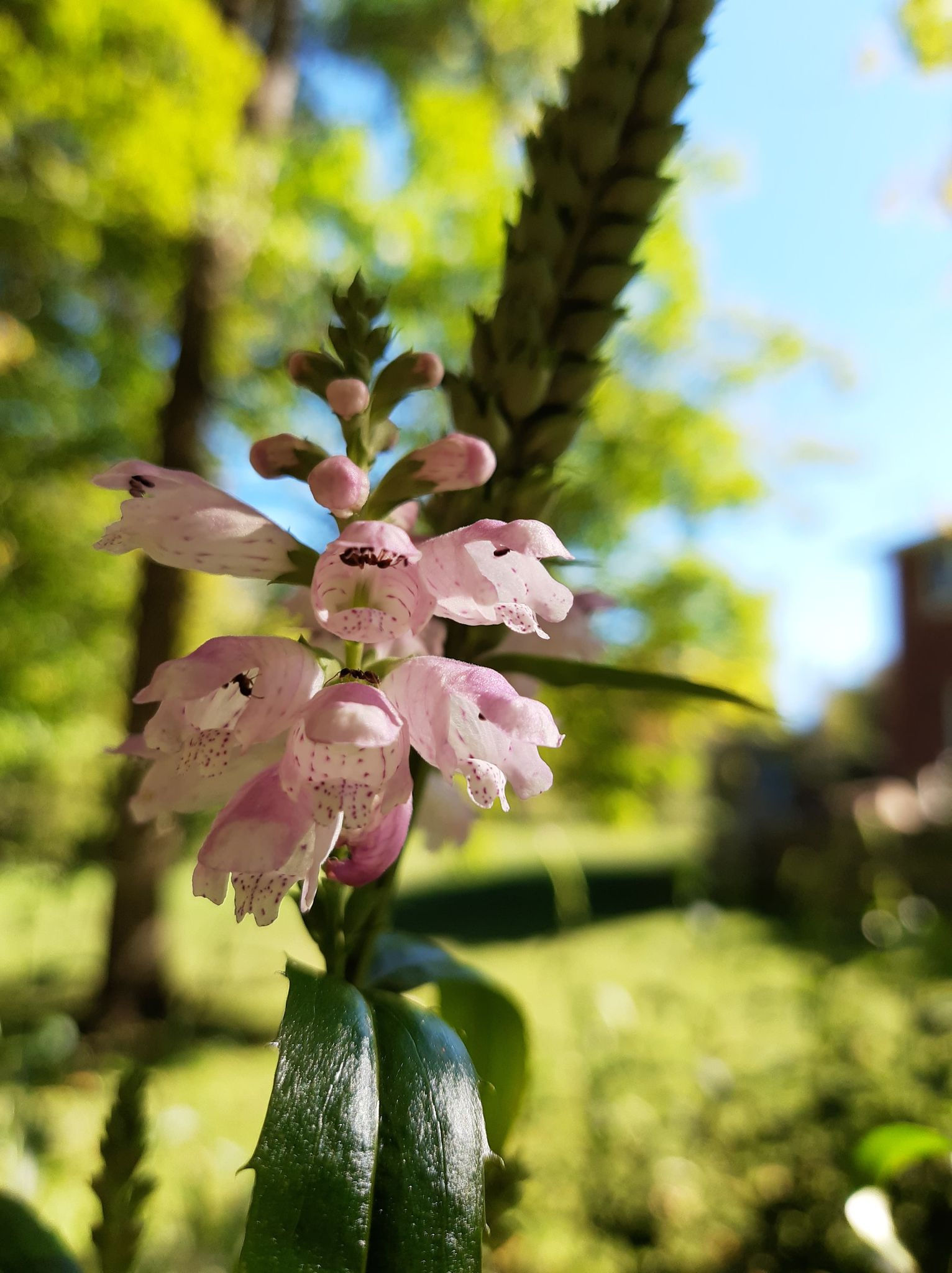 Obedient Plant