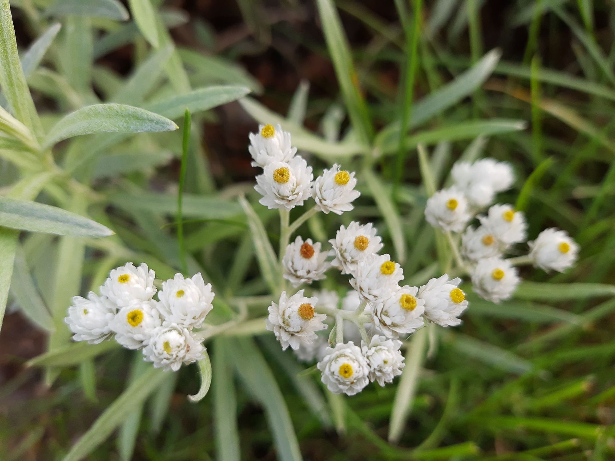 Pearly Everlasting