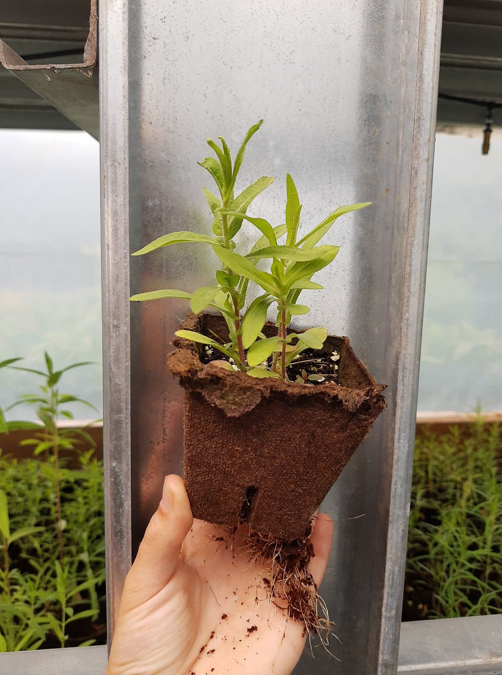 Thumbnail: New England Aster