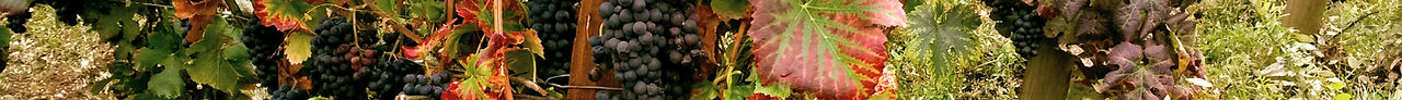 Autumn%20pinot%20Burgundy%201_edited.jpg