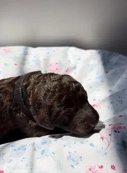 Willow 1 Day - 1