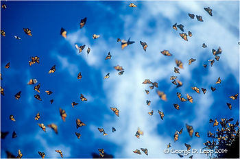 MARIPOSAS VOLANDO.jpeg
