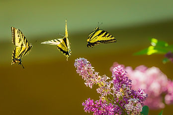 mariposas.jpeg