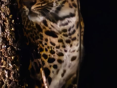 Our Best Night Safari Experience in India - Pench National Park
