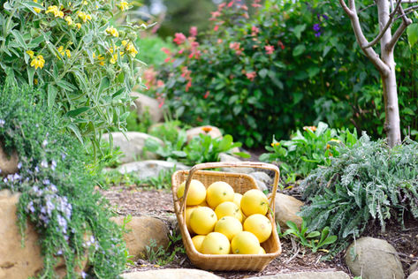 Vintage basket filled with a seasonal grapefruit harvest directly from the family orchard.