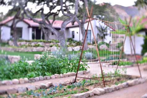 Montecito garden charm displays custom built growing trellis.