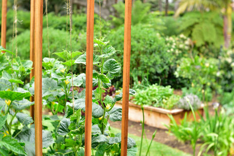 View of green plants in a garden setting
