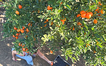 Harvest_edited.jpg