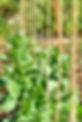 Summer peas