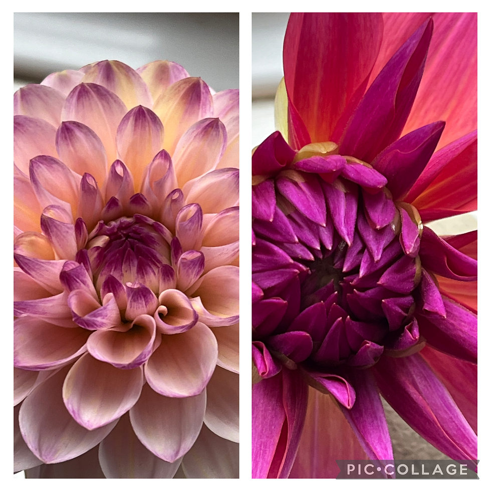 some of my faves in the garden this year (Wine Eyed Gill on the left - just love the name!!)
