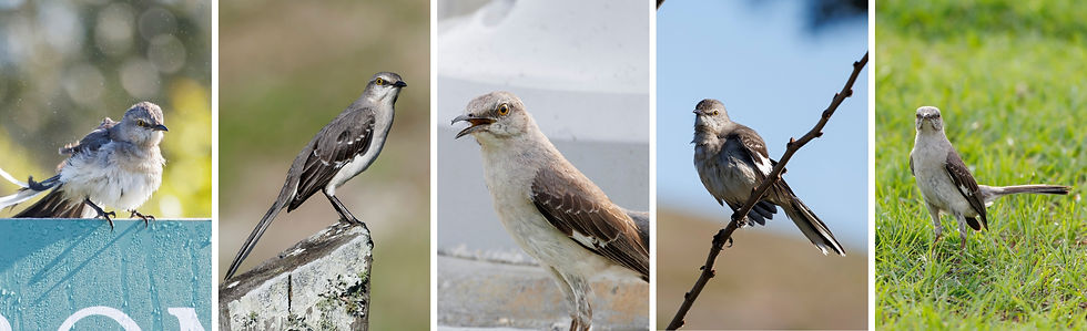 Five images of the Northern Mockingbird