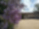 Glycine.jpg