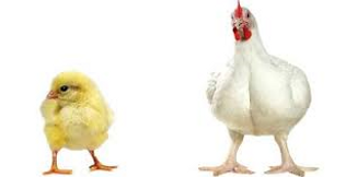 Pollo y Gallina