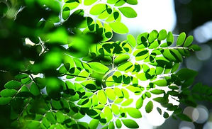 Moringa%2520tree%2520leaves%2520in%2520n