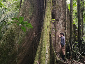 Respecting the life of a tree