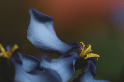 Eine Hommage an die Pflanzenwelt unserer Heimat und die Blütenpracht, die uns auch in unseren eigenen vier Wänden erfreut. Tauche ein in meine Fotografien, die die Schönheit und Vielfalt der Natur in all ihren Facetten zeigen – von heimischen Gewächsen bis zu farbenfrohen Blüten aus dem Wohnzimmer. Naturfotografie Aranya´s Art