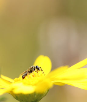 Sandbiene auf Wucherblumenblüte
