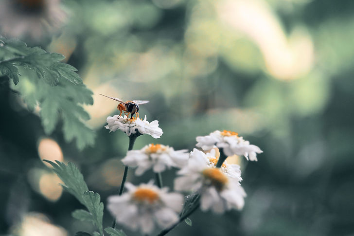 Mutterkraut Wildblume