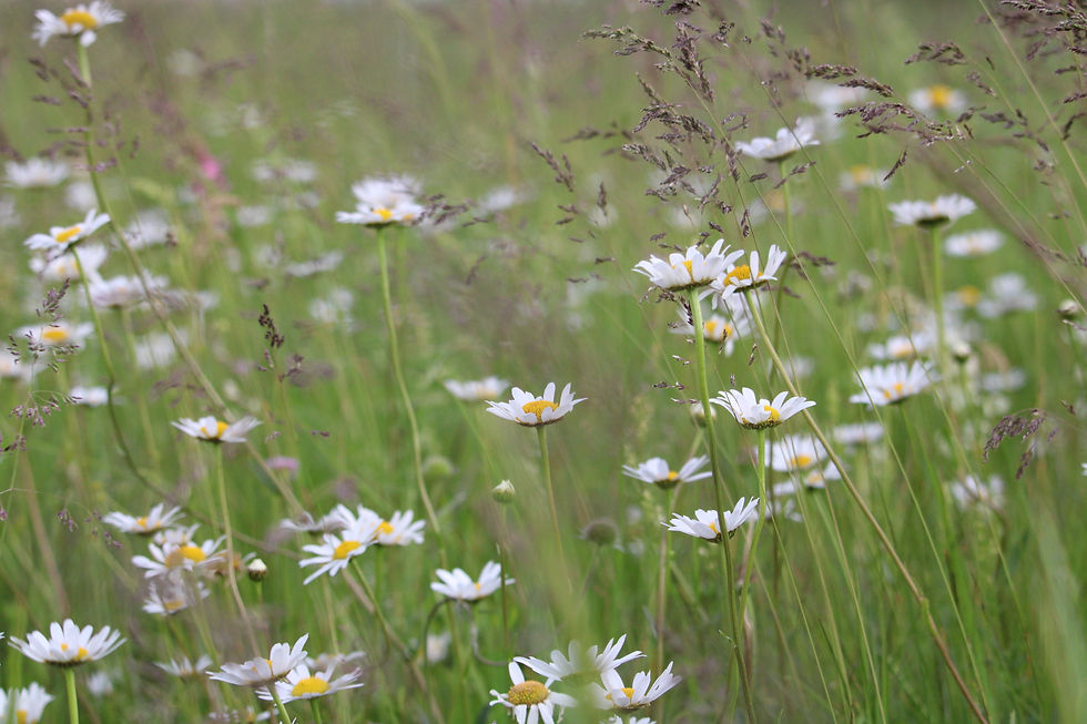 Blumenwiese-Wildblumenfläche