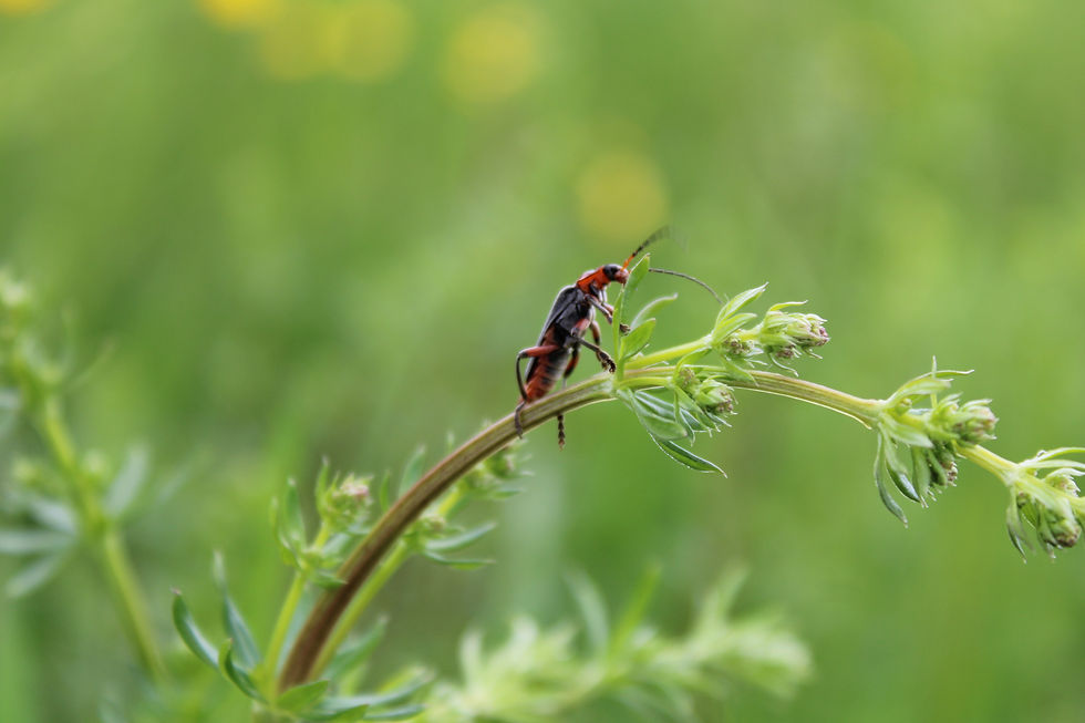 Soldatenkäfer Naturfotografie