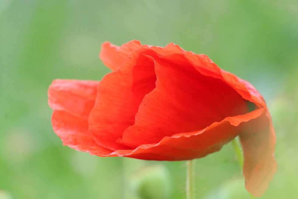 Mohnblume