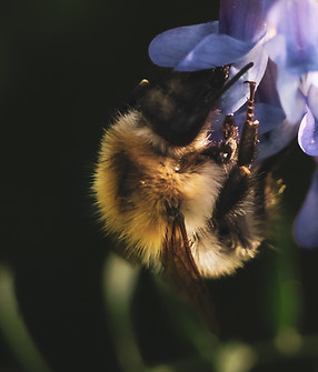 Hummel auf Kleeblüte