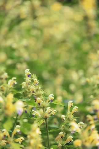 Wildblumen Naturfotografie Geld