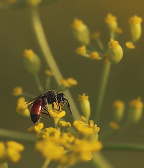 Rote Rauken Sandbiene