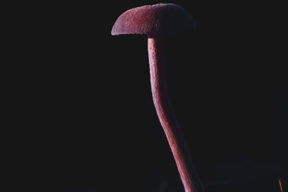 Tauche ein in die verzauberten Reiche meiner Fantasy-Galerie von Aranya´s Art. Durch detaillierte digitale Bearbeitung erschaffe ich magische Realitäten, die dich in fantastische Welten entführen. Entdecke einzigartige Fantasy-Kunst und surreale Bilder.