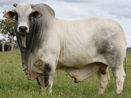 Comprar gado Nelore: Guia completo para a venda de gado Nelore PO no Brasil