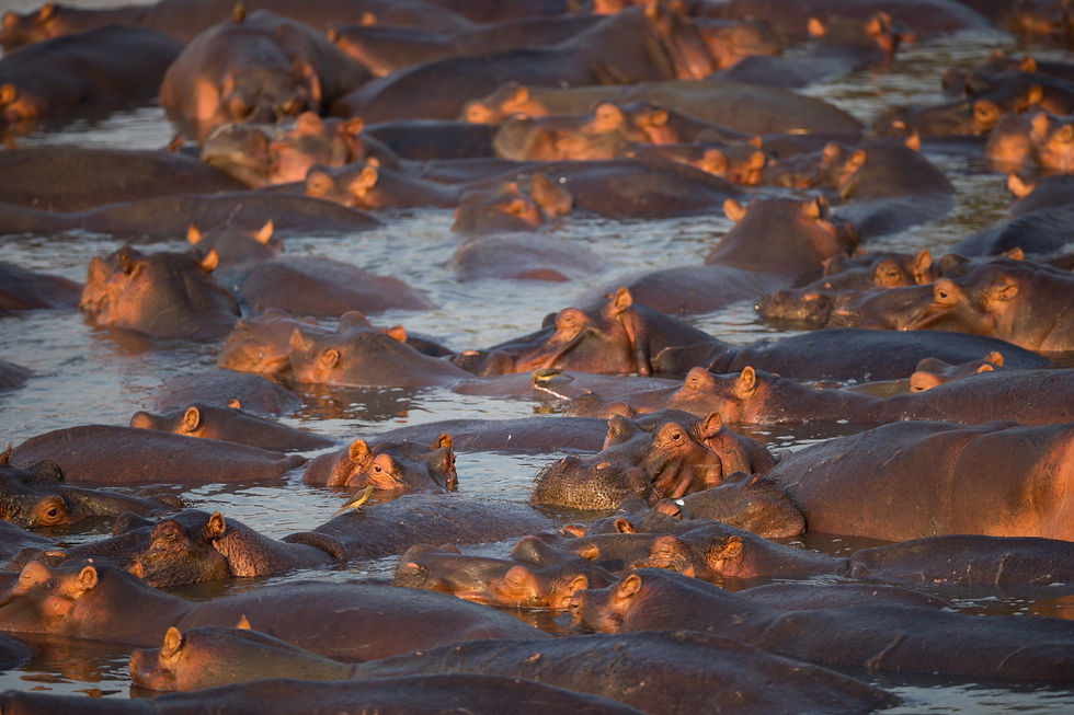 South Luangwa 3