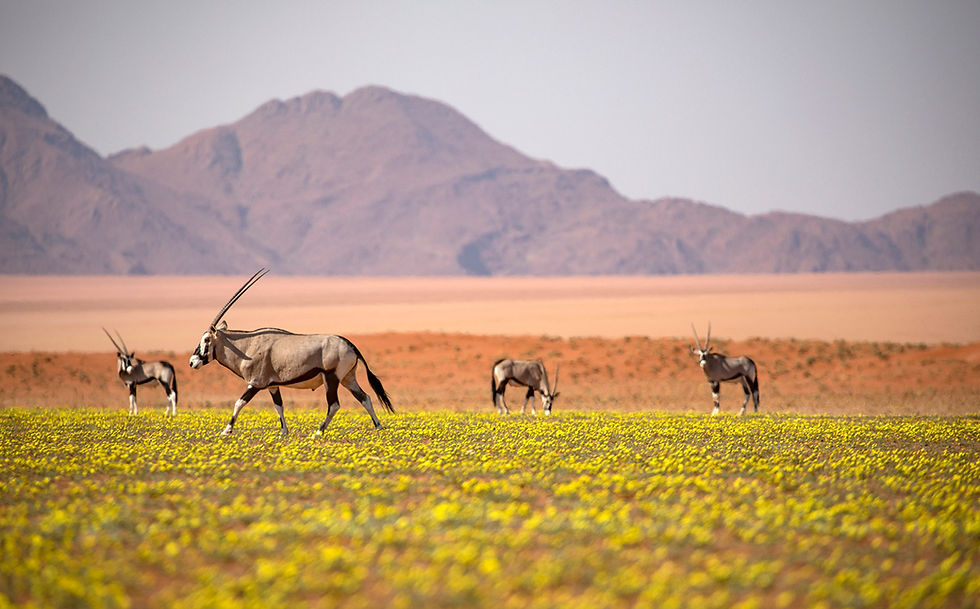 38Kwessi Dunes - Oryx in the flowers.jpg