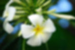 Tahiti 19