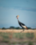 Grey Crowned Crane